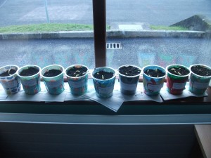 Our seedlings